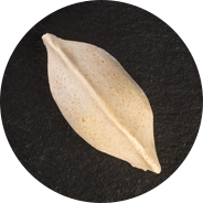 Dinkel Nudel